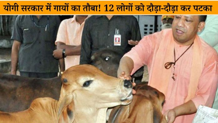 Cows are doomed in Yogi government! 12 people were chased and beaten